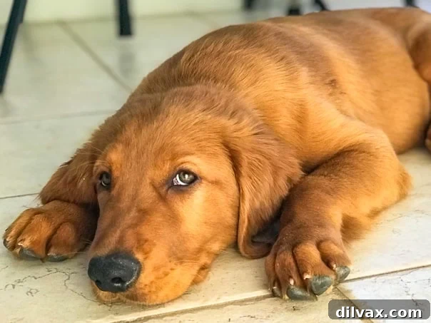Logan the Golden Dog, a Golden Retriever puppy, appearing to want to be left alone and contemplating his next move on the floor.