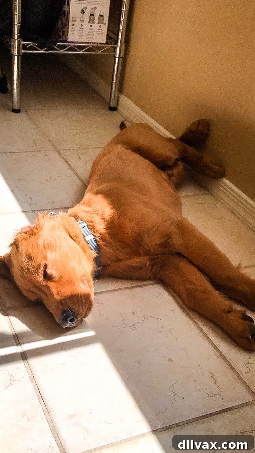 Logan the Golden Dog, a Golden Retriever puppy, sleeping peacefully on a dog bed.