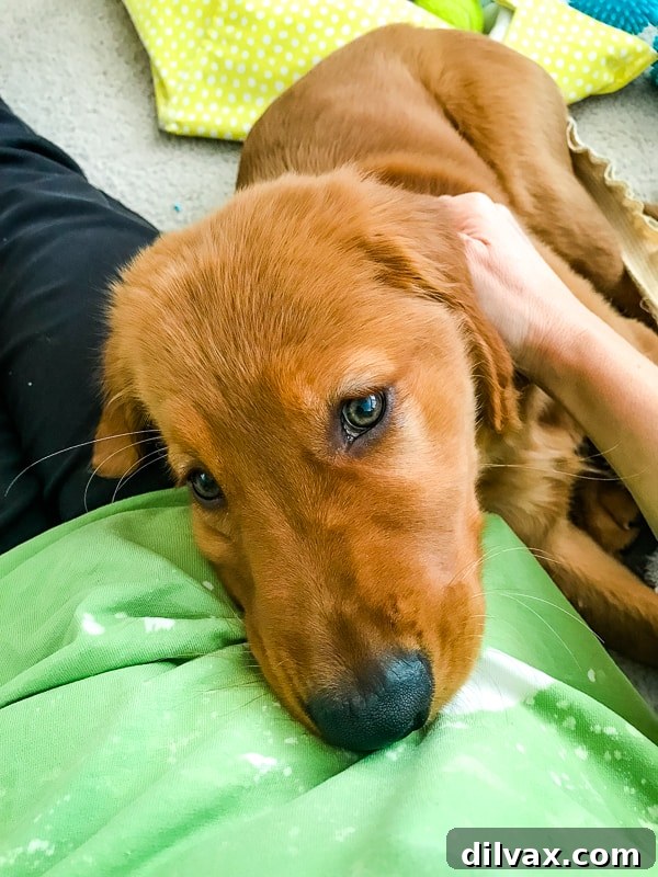 Logan the Golden Dog, a Golden Retriever puppy, snuggling affectionately with his human.