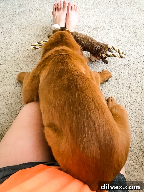 Logan the Golden Dog, a Golden Retriever puppy, attempting to be a lap dog, resting contentedly on a human's lap.