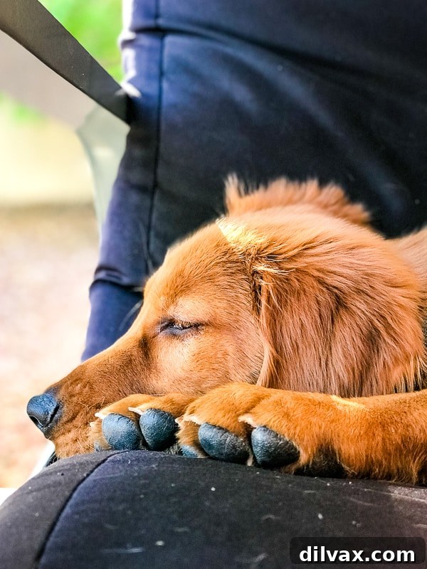 Logan the Golden Dog, a Golden Retriever puppy, resting calmly on the floor after a day of play.