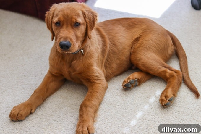 Logan the Golden Retriever puppy, star of Furry Friend Friday, looking directly at the camera with a joyful, slightly mischievous expression.