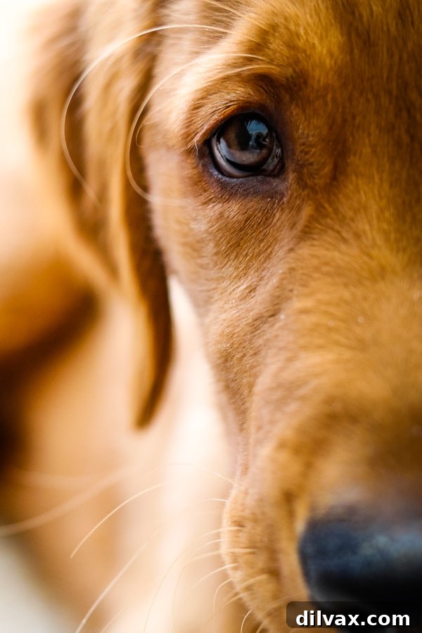 A striking close-up photograph capturing the beautiful, warm brown eye of Logan the Golden Retriever puppy, reflecting light and curiosity.
