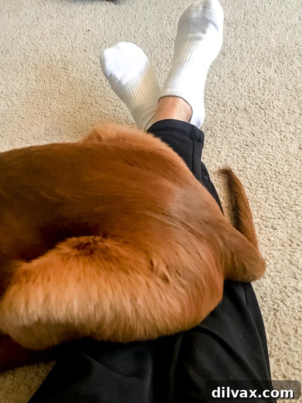 Logan the Golden Retriever puppy, still attempting to be a lap dog despite his growing size, rests his head affectionately on his owner's lap.