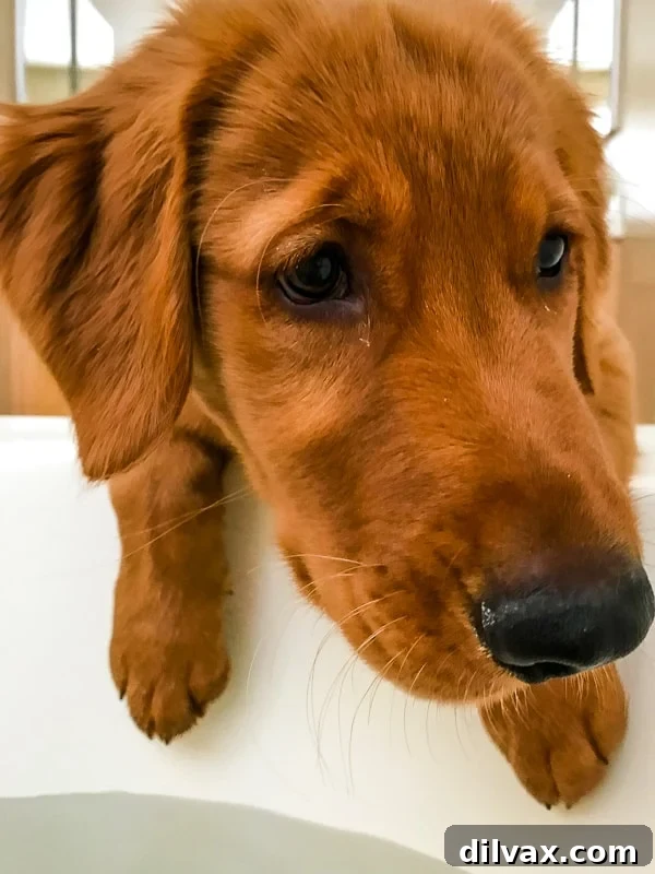 Logan the Golden Retriever puppy eagerly looking into the bathtub, his head titled, seemingly wanting to jump in and join his owner.