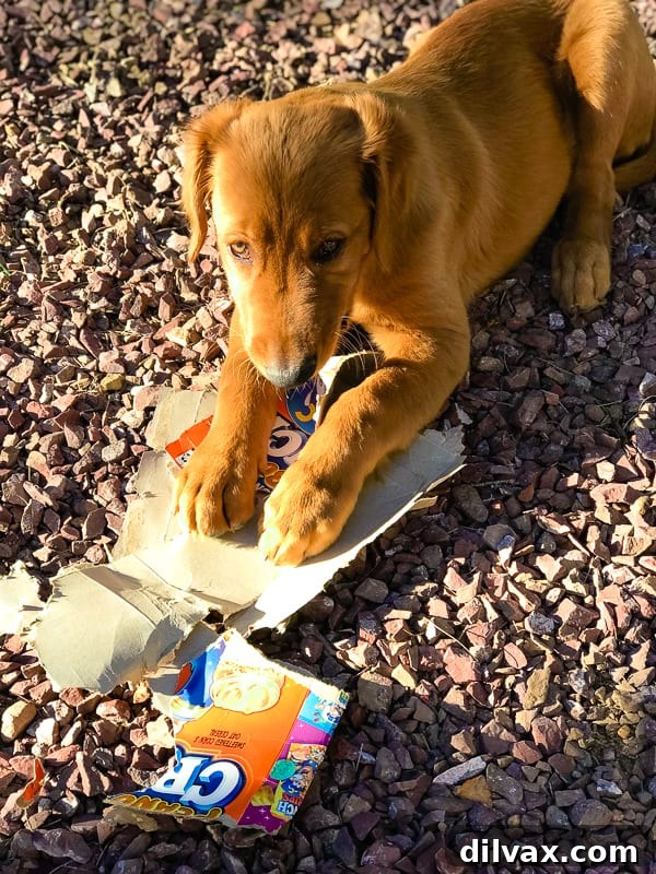 Logan the Golden Retriever puppy playfully tearing apart a cereal box, embodying his funny 'cereal killer' Halloween costume.