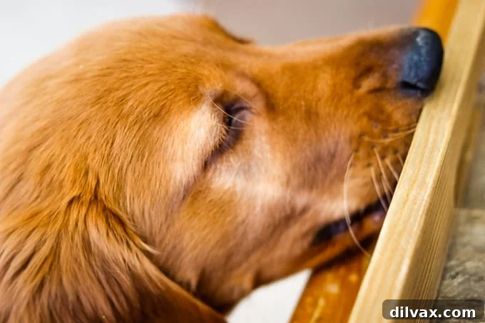 Logan the Golden Retriever puppy curiously sniffing around a food photography setup, clearly intrigued by the delicious smells of freshly baked bread.