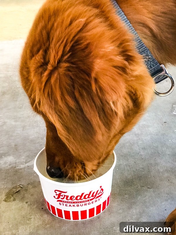 Logan the Golden Retriever puppy eagerly enjoying his very first Freddie's Pup Cup, filled generously with vanilla custard and whipped cream.