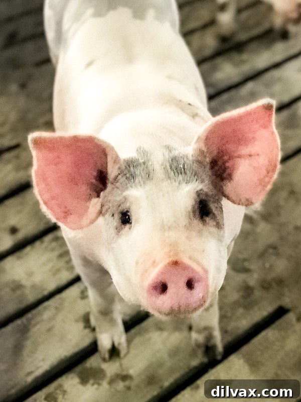 Mastering Pork Cuts 2 pig