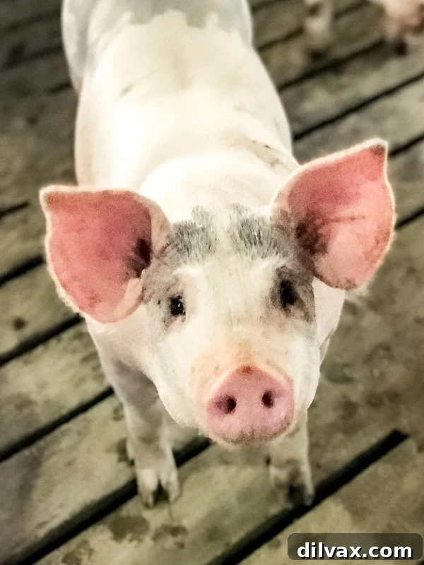 Pork Cuts Explained 2 pig