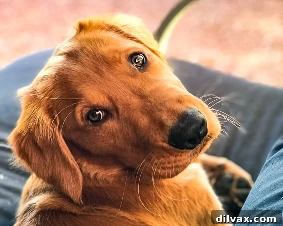 Logan the Golden Retriever puppy enjoying a lazy afternoon, looking relaxed and content.