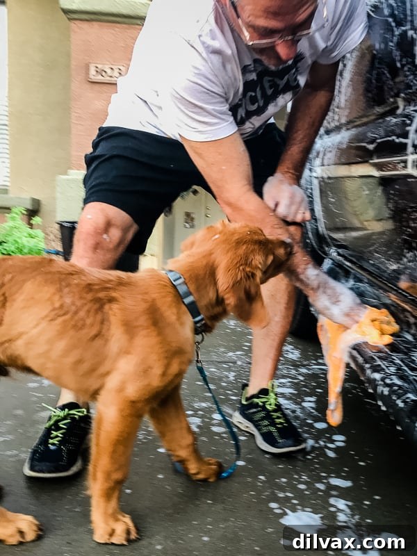 Logan the Golden Retriever puppy enthusiastically helping wash the car, playfully interacting with the hose.
