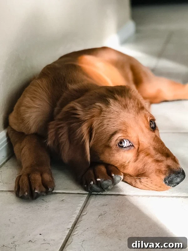 Logan the Golden Retriever puppy looking curious and alert, captured in a lovely outdoor setting.