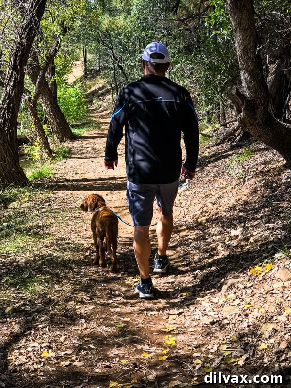 Logan the Golden Retriever puppy walking confidently on a leash with his dad through a scenic, tree-lined trail.