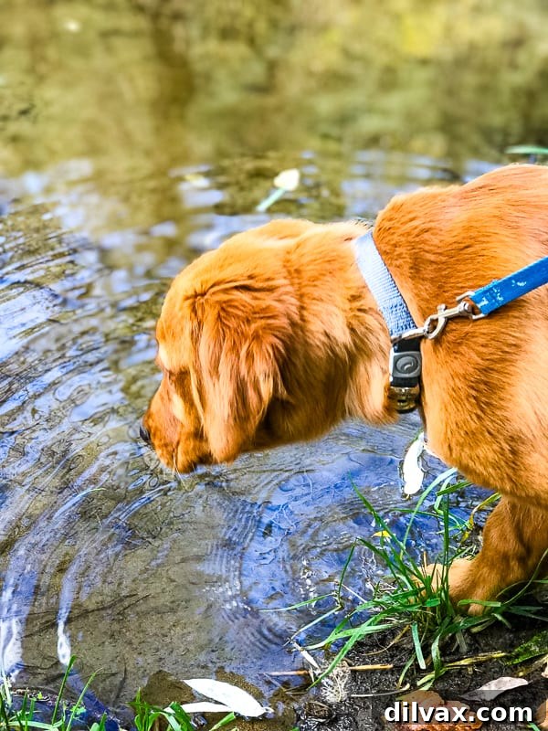 Logan the Golden Retriever puppy happily exploring the serene shores of Lynx Lake in Prescott, AZ.