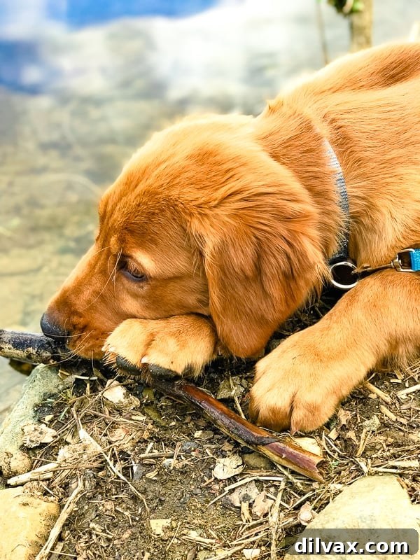 Logan the Golden Retriever puppy happily playing with a stick on the picturesque banks of Lynx Lake in Prescott, AZ.
