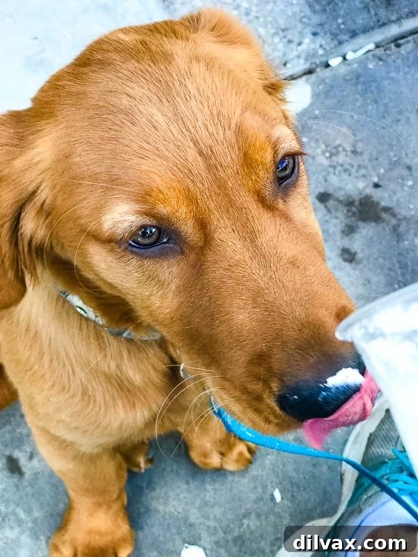 Logan the Golden Retriever puppy joyfully enjoying a puppuccino at Amped Coffee in Anthem, AZ.