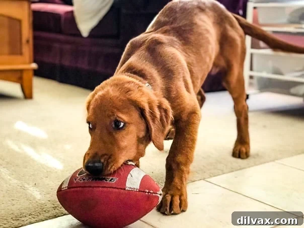 Furry Friend Friday Outdoor Adventures 2 Logan the Golden Dog playing with his first football.