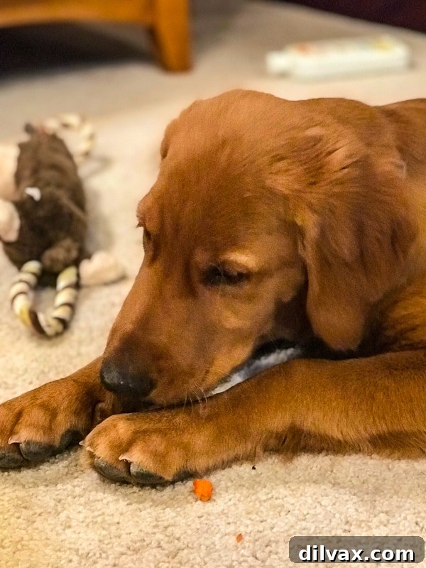 Logan the Golden Dog cautiously enjoying his first taste of carrot, looking intrigued.