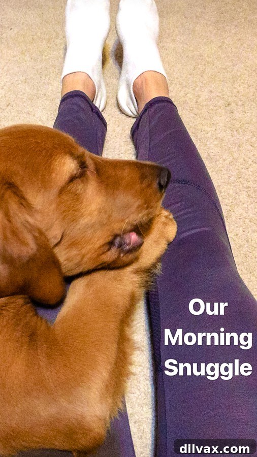 Logan the Golden Dog confidently perched on a lap, convinced he's a tiny lap dog despite his growing size.