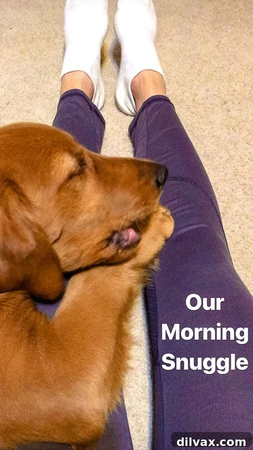 Furry Friend Friday Outdoor Adventures 12 Logan the Golden Dog who thinks he's a lap dog.