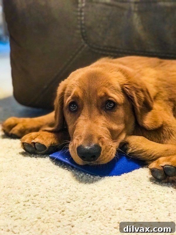 Logan the Golden Dog intently watching Game 4 of the World Series, a cute, furry fan.