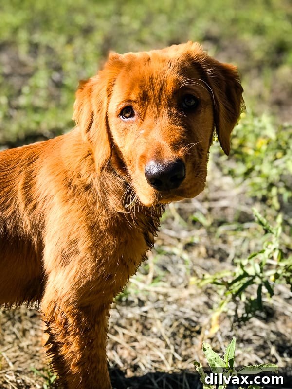 Logan the Golden Dog sitting proudly in a grassy area, looking happy and healthy.