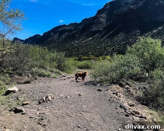 Logan the Golden Dog on a hike at Clear Creek, AZ, by the water's edge.