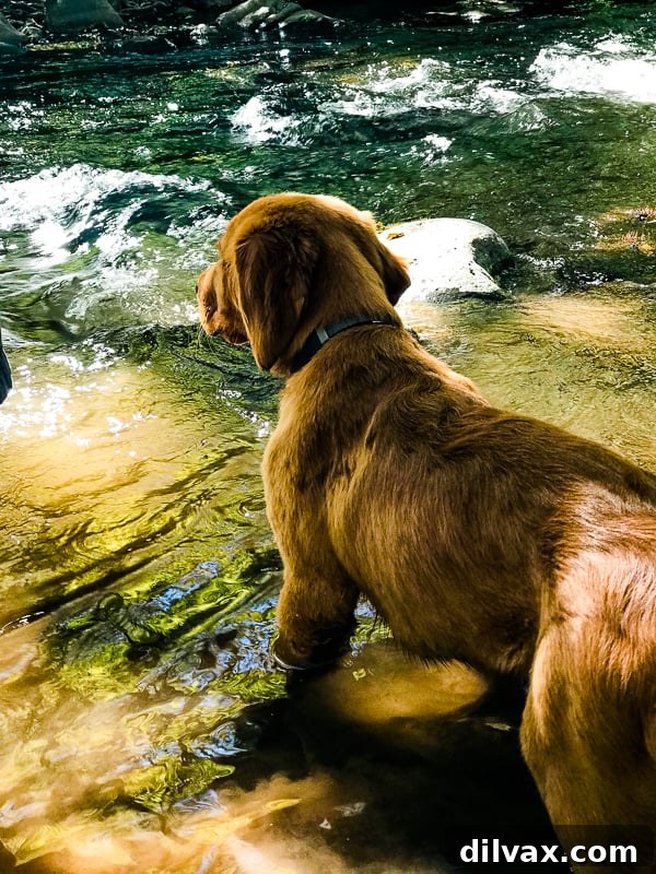 Logan the Golden Dog looking thoughtfully at Clear Creek in Arizona, considering the water.