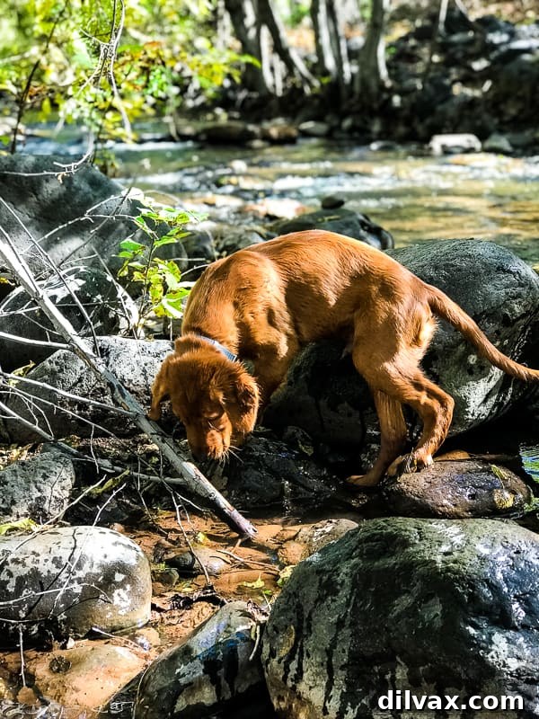 Logan the Golden Dog having fun and looking joyful at Clear Creek, AZ.