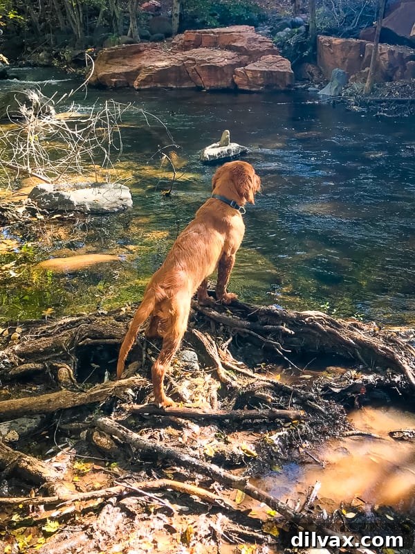 Logan the Golden Dog in full retriever mode, focused and alert at Clear Creek, AZ.