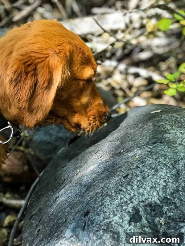 Logan the Golden Dog inspecting an inchworm on a leaf at Clear Creek, AZ, with intense curiosity.