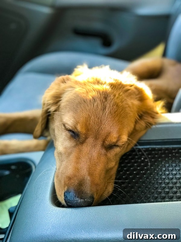 Logan the Golden Dog fast asleep in an incredibly funny and contorted position in the car.