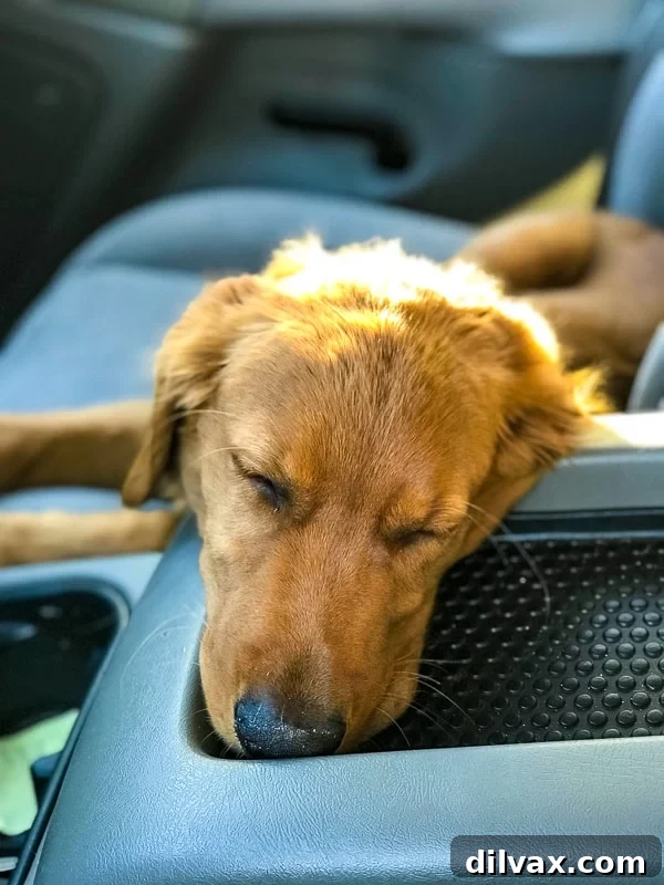 Furry Friend Friday Outdoor Adventures 10 Logan the Golden Dog asleep in the car.