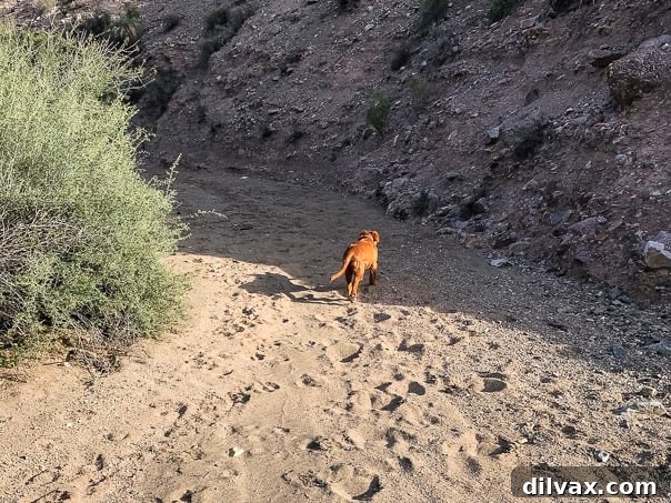 Furry Friend Friday: Potty Talk 2 Logan the Golden Retriever puppy enjoying a hike in Box Canyon of the Hassayampa Trail, exploring nature with enthusiasm.