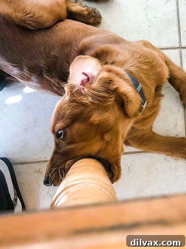 Furry Friend Friday: Potty Talk 11 Logan the Golden Retriever puppy caught chewing on a table leg, a common but frustrating puppy behavior during teething.