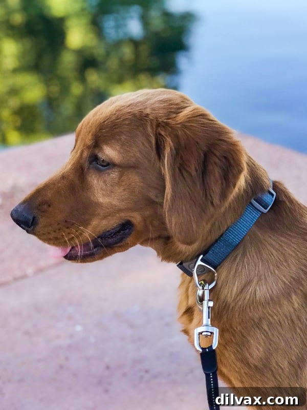Furry Friend Friday: Potty Talk 3 Logan the playful Golden Retriever observing ducks at the park pond, captivated by the wildlife.
