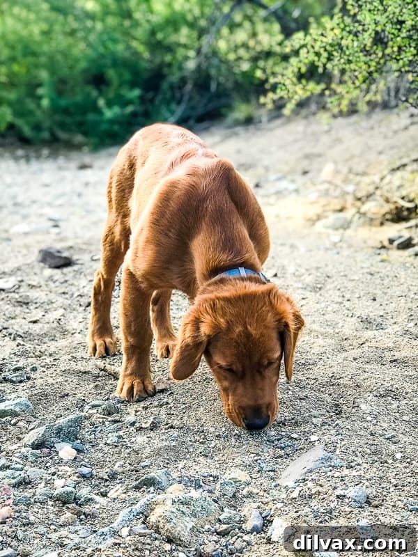 Furry Friend Friday: Potty Talk 5 Logan intently sniffing the ground while hiking in Box Canyon of the Hassayampa Trail, his nose leading the way.