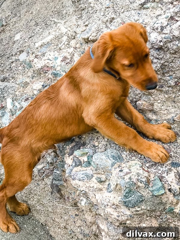 Furry Friend Friday: Potty Talk 6 Logan the playful Golden Retriever puppy attempting rock climbing in Box Canyon of the Hassayampa Trail.