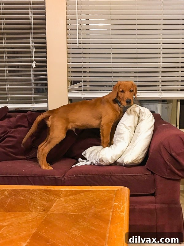 Furry Friend Friday: Potty Talk 7 Logan the Golden Retriever puppy relaxing comfortably on the couch, making himself at home.