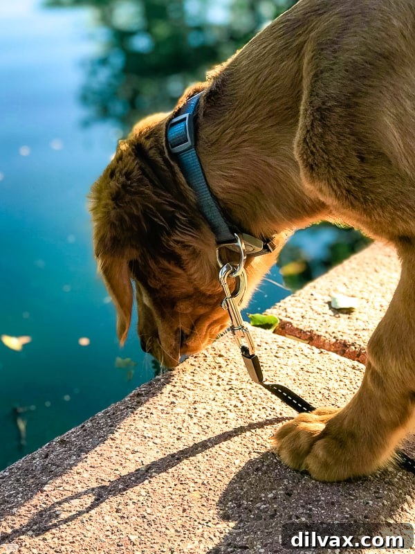 Furry Friend Friday: Potty Talk 8 Logan the Golden Retriever puppy sniffing the water's edge intently at the park pond, exploring his surroundings.