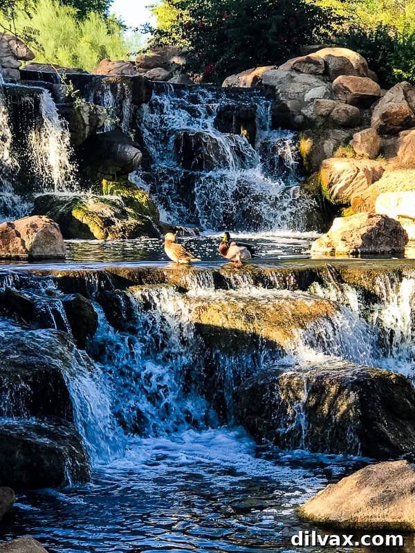 Furry Friend Friday: Potty Talk 9 Beautiful waterfall in Anthem, Arizona, a scenic and refreshing spot often visited during dog walks.