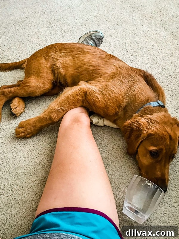 Furry Friend Friday: Potty Talk 10 Logan the Golden Retriever puppy relaxing and cuddling peacefully with his mom, showcasing his affectionate nature.