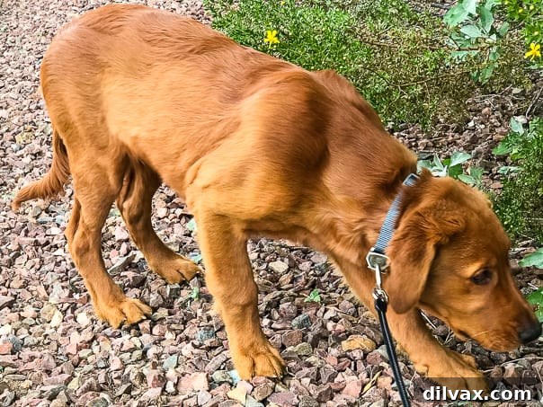 Logan the Golden Dog sniffing rocks, enjoying a moment of curiosity outdoors.