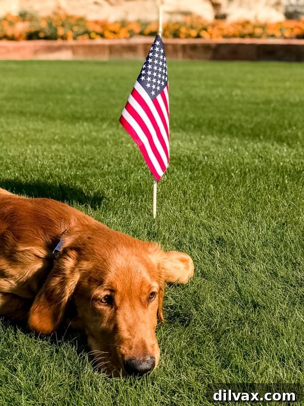 Logan the Golden dog posing politely in front of a flag, possibly on Veteran's Day, showcasing his calm demeanor.