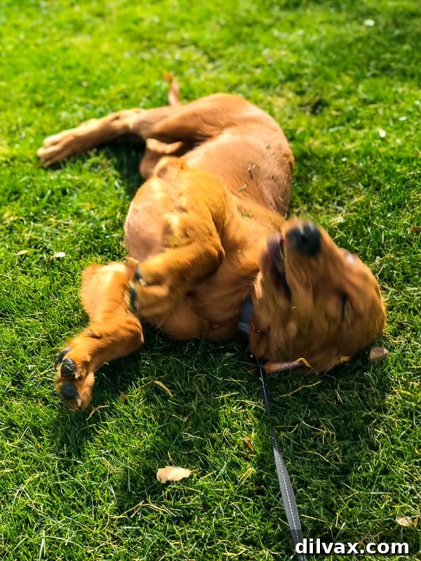 Logan the Golden Dog ecstatically rolling in freshly cut grass, clearly enjoying the sensory experience.