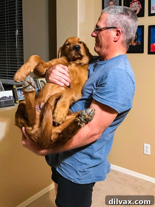 Kurt Feifer carrying Logan the Golden Dog, who is growing larger and becoming more of a handful.
