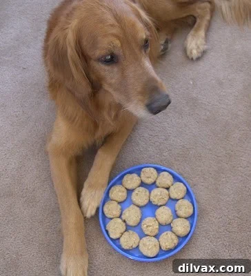 Brady, a happy dog, sitting patiently with a pile of freshly baked homemade dog biscuits.