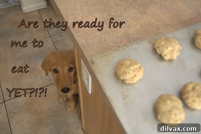 Freshly baked homemade dog biscuits after being removed from the oven.