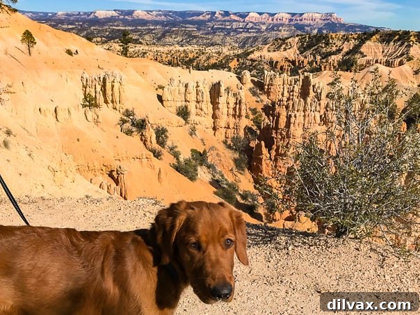 Southern Utah's Dog Friendly Fridays with Furry Friends 2 Logan the Golden Dog at Bryce Canyon Rim Trail, eagerly exploring the scenic overlook.